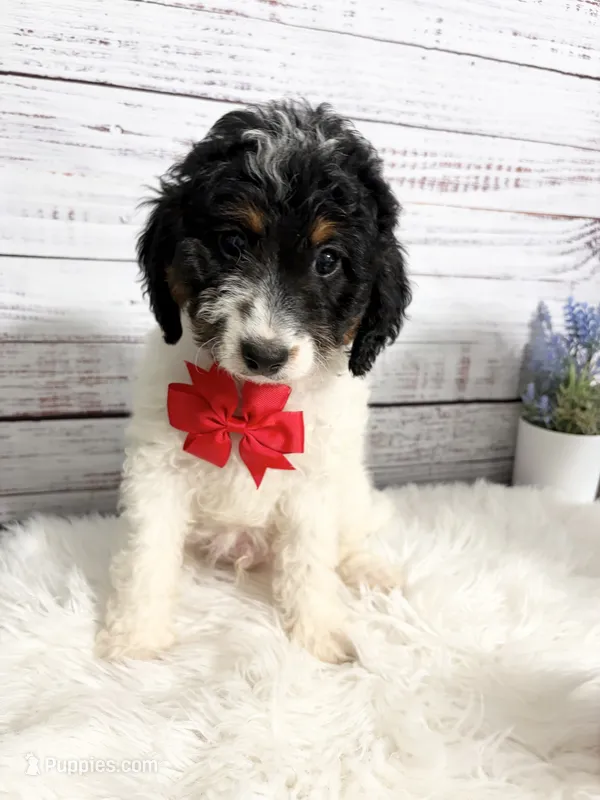 AL- 2 year guarantee – Cavapoo puppy for sale in Nixa, MO