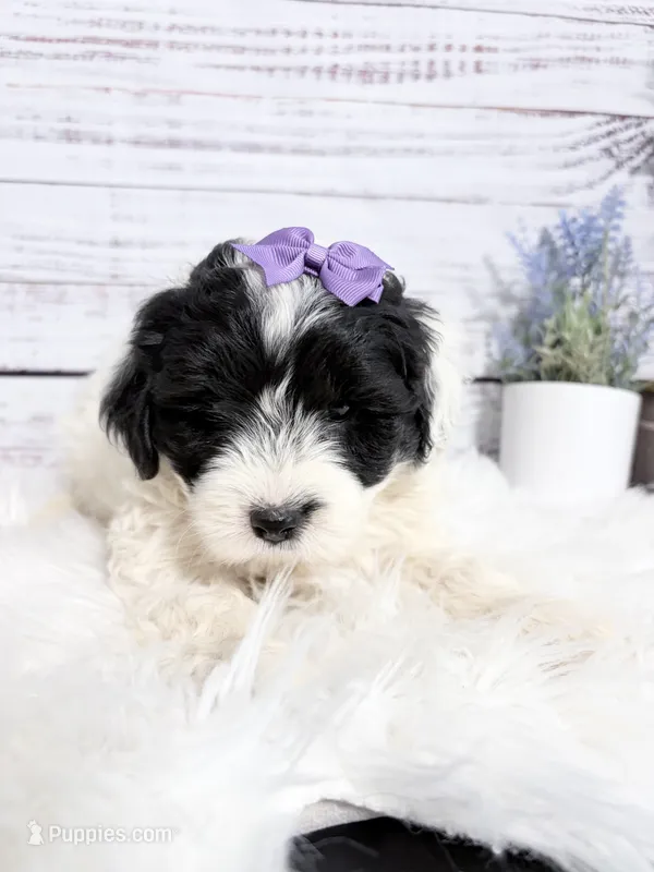 Delphine- mini  – Sheepadoodle puppy for sale in Nixa, MO