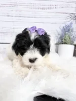 Delphine- mini , a female Sheepadoodle for sale in Nixa, MO – 1 of 2