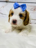 Aunt Bee- genetic tested , a female Cavapoo for sale in Nixa, MO – 3 of 5