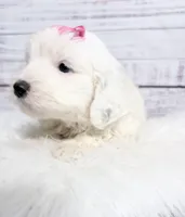 Dove- mini, a female Sheepadoodle for sale in Nixa, MO – 3 of 5