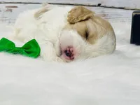 Valor, a male Cavapoo for sale in Nixa, MO – 3 of 5