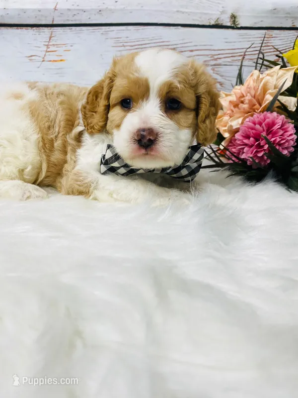 Opie - 2year guarantee – Cavapoo puppy for sale in Nixa, MO