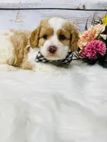 Opie - 2year guarantee, a male Cavapoo for sale in Nixa, MO – 1 of 5