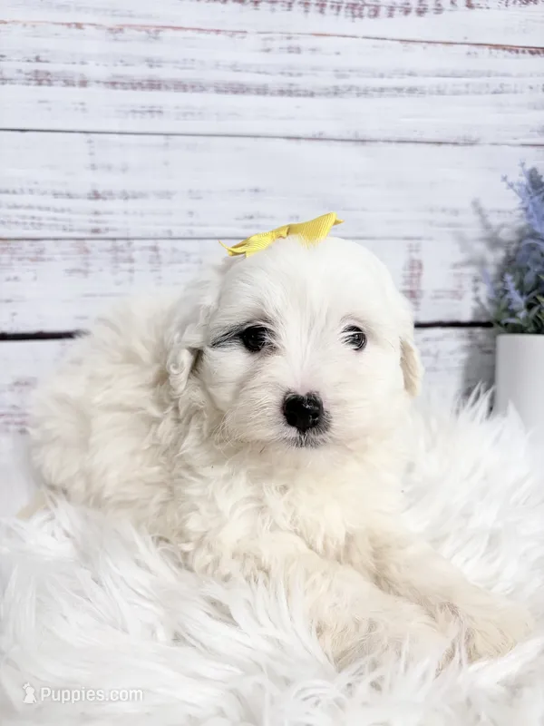 Dream- mini – Sheepadoodle puppy for sale in Nixa, MO