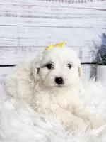 Dream- mini, a female Sheepadoodle for sale in Nixa, MO – 1 of 1