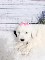 Dove- mini, a female Sheepadoodle for sale in Nixa, MO – 5 of 5