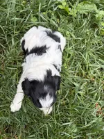 Barney , a male Cavapoo for sale in Nixa, MO – 3 of 8