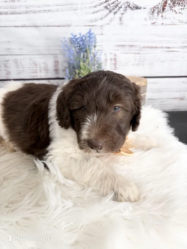 2 year guarantee  – Sheepadoodle puppy for sale in Nixa, MO