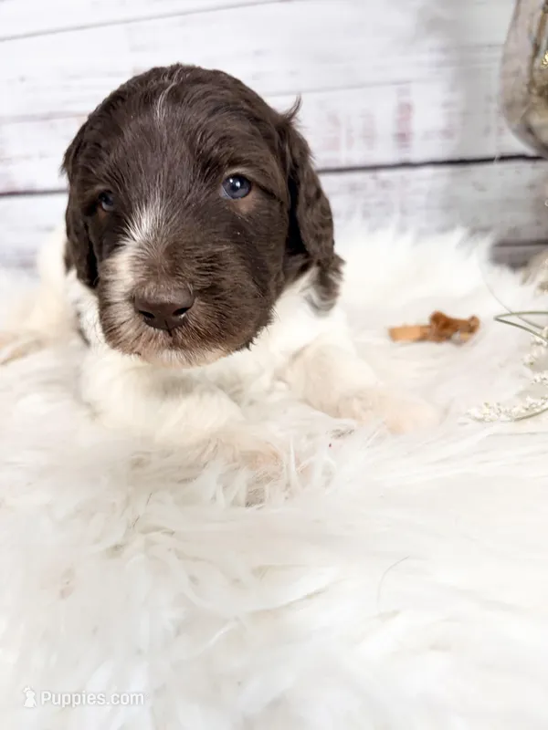 Genetic tested parents