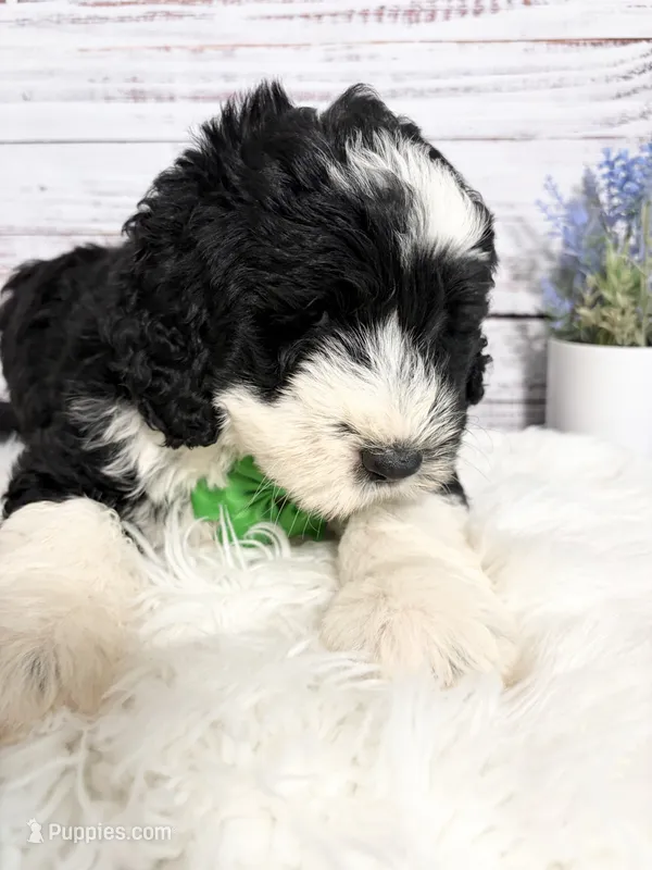 Romeo- 2 year guarantee  – Sheepadoodle puppy for sale in Nixa, MO