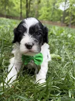 Barney , a male Cavapoo for sale in Nixa, MO – 6 of 8