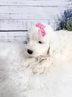 Dove- mini, a female Sheepadoodle for sale in Nixa, MO – 2 of 5