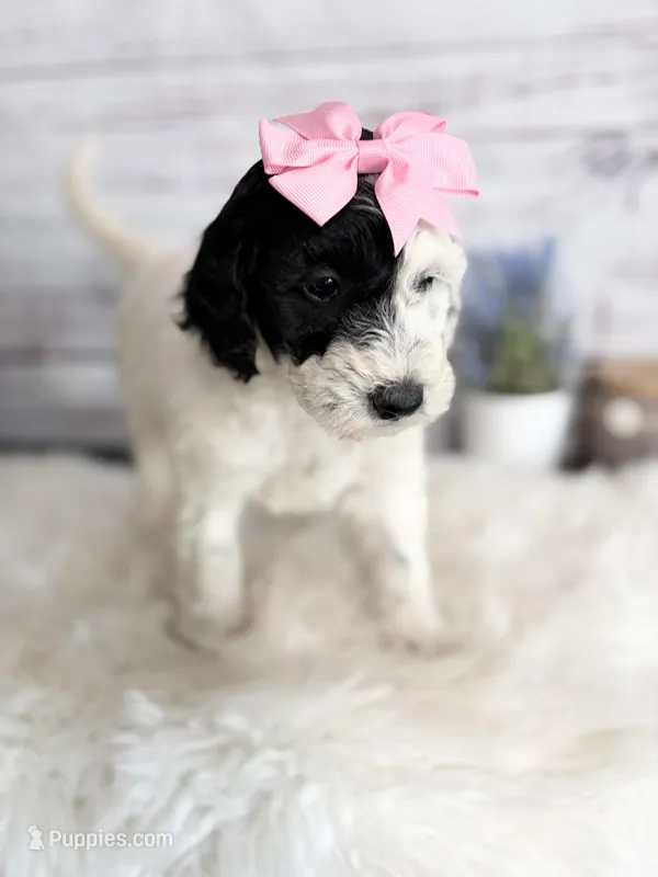 2 year guarantee  – Sheepadoodle puppy for sale in Nixa, MO