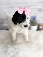 2 year guarantee , a female Sheepadoodle for sale in Nixa, MO – Photo 1 of 4