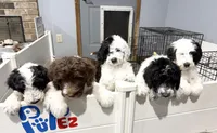 2 year guarantee , a female Sheepadoodle for sale in Nixa, MO – Photo 3 of 4