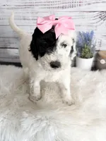 2 year guarantee , a female Sheepadoodle for sale in Nixa, MO – Photo 2 of 4