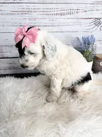 2 year guarantee , a female Sheepadoodle for sale in Nixa, MO – Photo 4 of 4