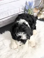 Romeo- 2 year guarantee , a male Sheepadoodle for sale in Nixa, MO – 2 of 5