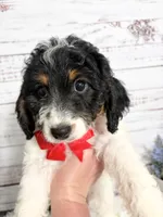 AL- 2 year guarantee, a male Cavapoo for sale in Nixa, MO – 2 of 2