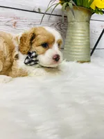 Opie - 2year guarantee, a male Cavapoo for sale in Nixa, MO – 5 of 5