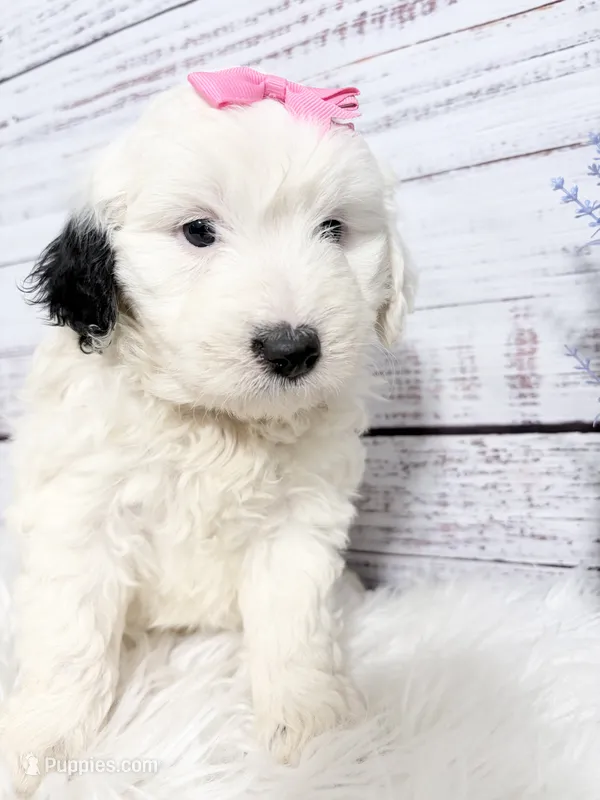 Dove- mini – Sheepadoodle puppy for sale in Nixa, MO
