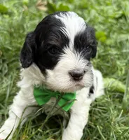 Barney , a male Cavapoo for sale in Nixa, MO – 5 of 8