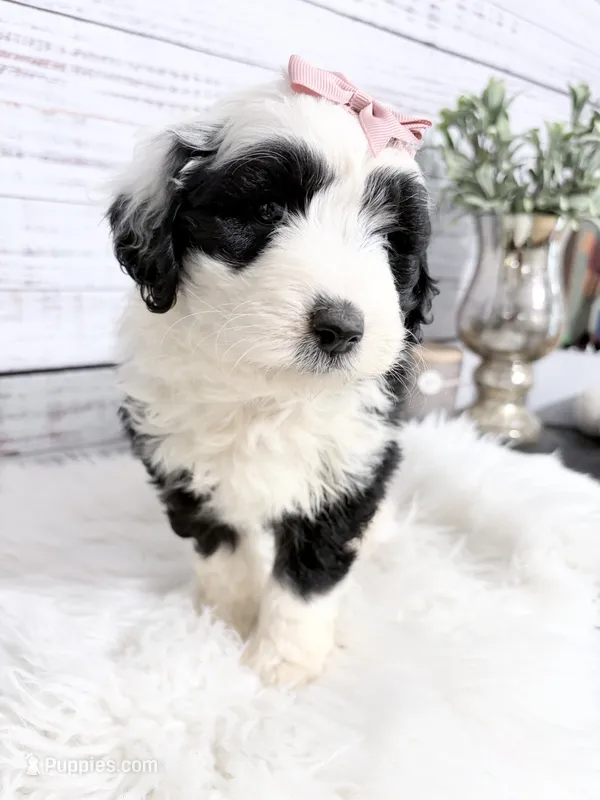 Devina - mini – Sheepadoodle puppy for sale in Nixa, MO