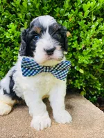 Barney , a male Cavapoo for sale in Nixa, MO – 2 of 8