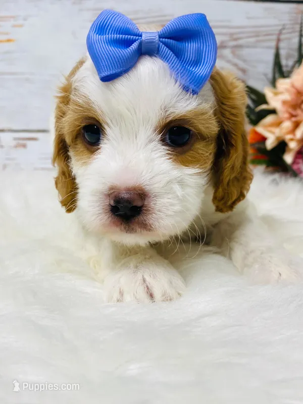 Aunt Bee- genetic tested  – Cavapoo puppy for sale in Nixa, MO