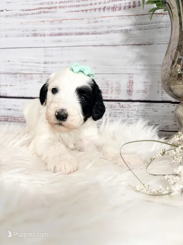 Home raised from ethical breeder