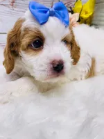 Aunt Bee- genetic tested , a female Cavapoo for sale in Nixa, MO – 2 of 5