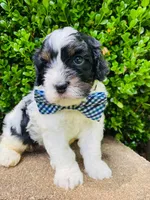 Barney , a male Cavapoo for sale in Nixa, MO – 7 of 8