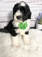 Romeo- 2 year guarantee , a male Sheepadoodle for sale in Nixa, MO – 3 of 5