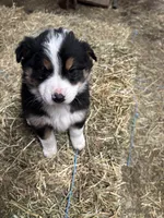 Rocky, a male Australian Shepherd for sale in Indianapolis, IN – Photo 1 of 2