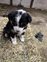 Rocky, a male Australian Shepherd for sale in Indianapolis, IN – Photo 2 of 2
