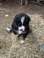 Oso, a male Australian Shepherd for sale in Indianapolis, IN – Photo 1 of 2