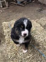 Oso, a male Australian Shepherd for sale in Indianapolis, IN – Photo 2 of 2