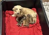 Lilly, a female Miniature Dachshund for sale in Raymond, MS – Photo 10 of 10