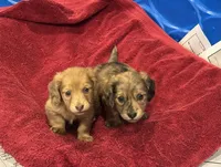 Lilly, a female Miniature Dachshund for sale in Raymond, MS – Photo 8 of 10