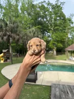 Lilly, a female Miniature Dachshund for sale in Raymond, MS – Photo 3 of 10