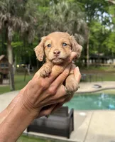 Lilly, a female Miniature Dachshund for sale in Raymond, MS – Photo 5 of 10