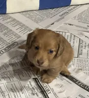 Lilly, a female Miniature Dachshund for sale in Raymond, MS – Photo 6 of 10