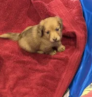 Lilly, a female Miniature Dachshund for sale in Raymond, MS – Photo 4 of 10