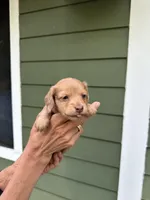 Lilly, a female Miniature Dachshund for sale in Raymond, MS – Photo 7 of 10