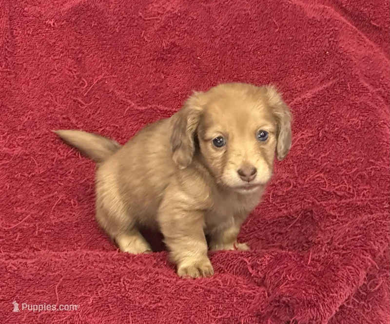 Lilly – Miniature Dachshund puppy for sale in Raymond, MS