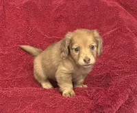 Lilly, a female Miniature Dachshund for sale in Raymond, MS – Photo 1 of 10