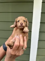 Lilly, a female Miniature Dachshund for sale in Raymond, MS – Photo 2 of 10