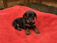 Karma, a female Miniature Dachshund for sale in Raymond, MS – Photo 1 of 9