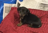 Karma, a female Miniature Dachshund for sale in Raymond, MS – Photo 5 of 9